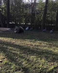 3.5K views · 164 reactions | While Kipling was in holding, Sebastian the porcupine had a ball running FREE in Kipling’s exhibit! (And chasing around a few feathered friends) Thanks for sharing your area  Kipling!  @lauras_lens_23 @steve.the.keeper #hattiesburgzoo #mississippiszoo #tiger #porcupine #peafowl #zoo #zooanimals #enrichment | Hattiesburg Zoo | Facebook