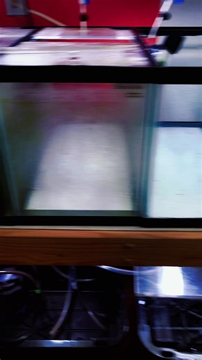 Shrimp rack almost done being setup. #neocaridina #caridina #shrimprack #breeder