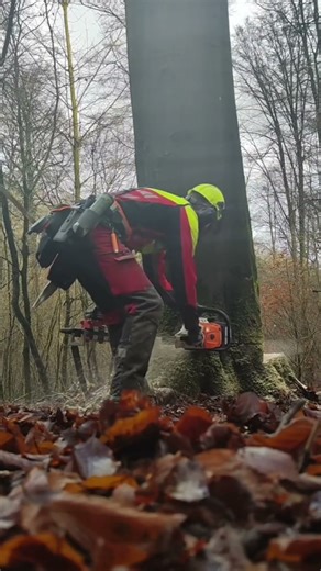 Mastering the fall—one clean cut at a time #wood #asmr #shorts