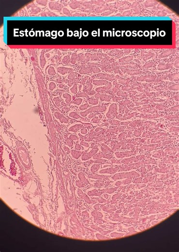 Estudio del estómago bajo el microscopio