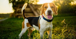 National Beagle Day 2024: Date, Origin, and Ways to Celebrate