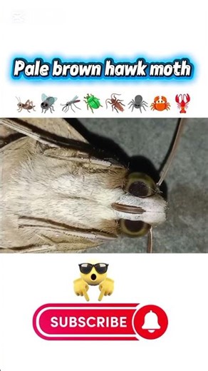 Pale Brown Hawk Moth Up Close | Stunning Night Insect