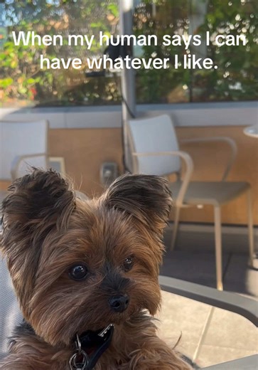 A 4 course meal is always in the cards. #dogsofttiktok #doglover #dogtok #yorkiesoftiktok #yorkshireterrier
