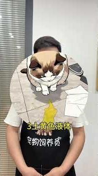 Five common vomiting problems in cats#Healthy cat#The cat vomits#Experience sharing on