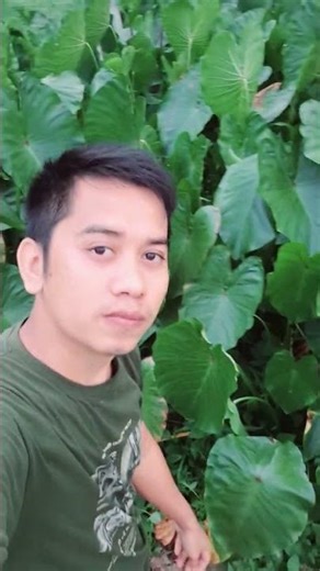 Benefits of Taro Fruit and Taro Plant Shape