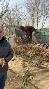 19K views · 139 reactions | 10 varieties of apple trees are available at Pahanoo Shopian, (Z1,Adam super,SS2,Gala,king rot, shenoko red, fenzam Gala) etc… 6005691036 | The Streets Of Shopian | Facebook