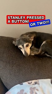Ripley’s older brother Stanley had a couple button presses a few days apart a while back. *Use code LETSGORIP for 12% off buttons ($50 )* #talkingdog #letsgoripley #ripleytalks #fluentpet #australianshepherd #dogs #funnydogs | Lets Go Rip