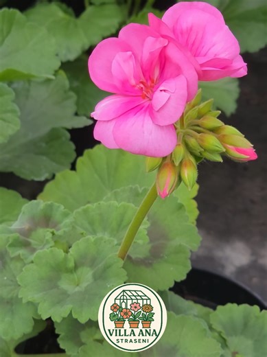 🌺 Pelargonia zonală – clasică, dar mereu actuală 🌺 Cunoscută pentru florile bogate și rezistența sa, pelargonia zonală este alegerea perfectă pentru grădină, balcon sau terasă. 🌿 Ușor de întreținut și plină de culoare, îți va înfrumuseța spațiul toată vara. 💚✨ Te așteptăm la Villa Ana – Strășeni să îți alegi preferata! 🌸 #flori #straseni #VillaAna #pelargonie