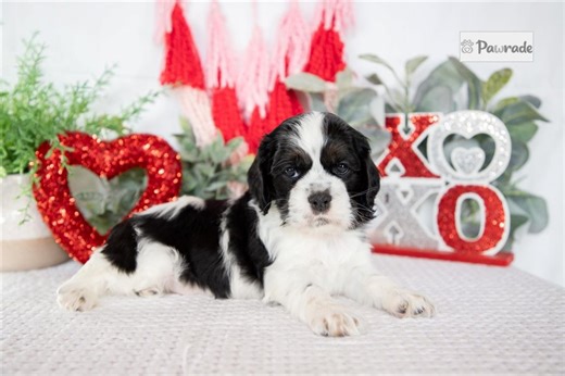 Marley - Cocker Spaniel Puppy D1ADB4