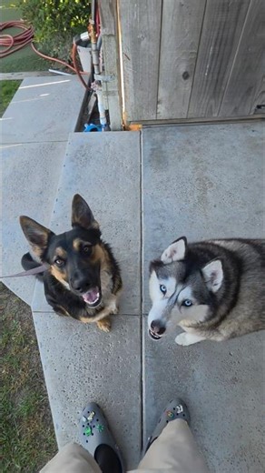 what do you think she says? 🐺🐶