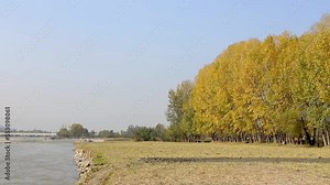 Beautiful late autumn in poplar trees with yellow leaves in the fields