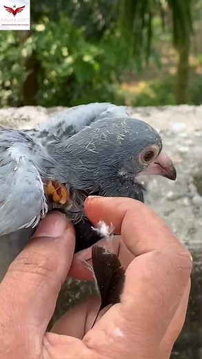 Pox in Pigeon Chicks: Treatment Tips for a Speedy Recovery! #pigeon #pigeonracing #kalapati #petcare