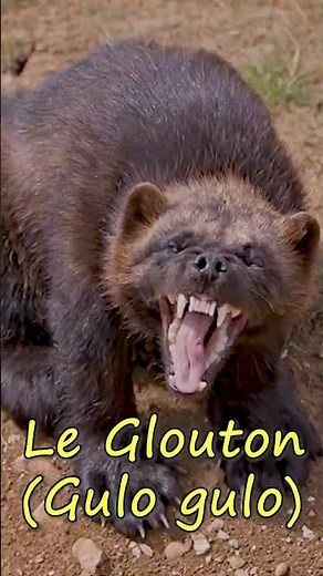 Le Glouton : L’Animal le Plus Féroce du Grand Nord ❄️ #découverte #animals