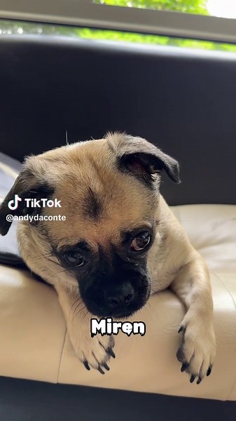 Cute Pug Videos for Pug Lovers