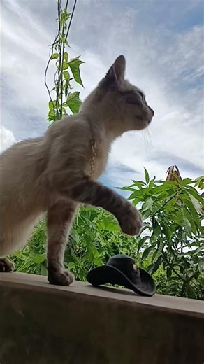 Tutorial de como fazer sua gata ou gato dublar áudios 🤩✨