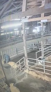 3.4M views · 30K reactions | This one’s wild, hats off to Gabriel for his quick action which probably saved the cow. | TDF Honest Farming | Facebook