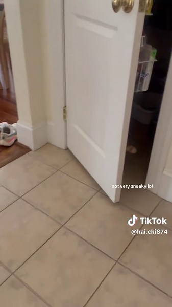 Cute and Mischievous Cat Moments