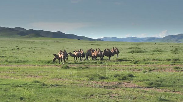 Wild camels form a herd across Central Asian grasslands, moving through treeless steppe. Free ranging animals roam broad plains, showing endurance, social behavior, and desert adaptation. wildlife, mammal, movement, survival.