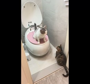 Two well-trained cats take turns using household toilet in Liaoning, China