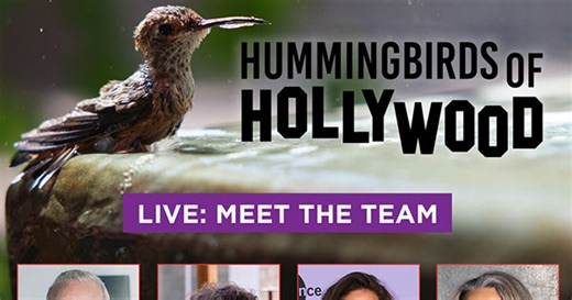 LIVE: Meet the 'Hummingbirds of Hollywood' Team