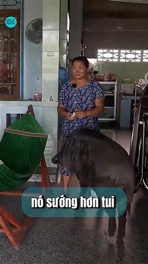 Wild boars love listening to Buddhist chants and living with a single woman