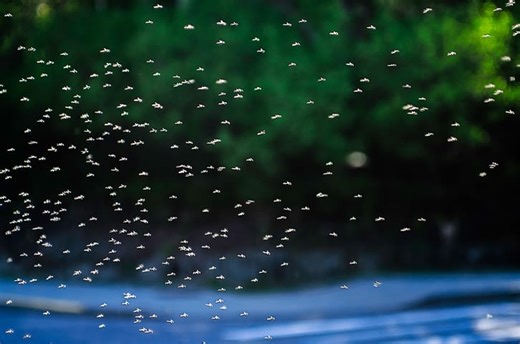 Widespread loss of insect could cause nature's 'collapse' - The Weather Network