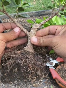 630K views · 10K reactions | Program awal membuat bonsai kimeng #kimeng #programakar #bonsai | Kebunabbe Mrz | Facebook