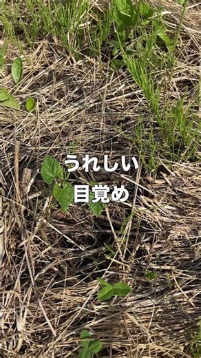 土を信じて、待つだけ。自然農法で芽吹いた【つるなしインゲン】#自然農法 #自給自足 #不耕起栽培