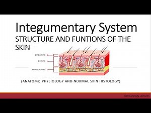Integumentary System I STRUCTURE AND FUNCTIONS OF THE SKIN I Dermatology Lectures