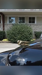 1941 Cadillac Custom Limousine | My Car Story With Lou