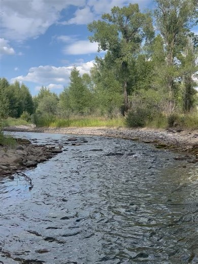 Katherine Standefer on Instagram: "A year ago on the Gros Ventre River. Pebbled braids, purple asters, bracing plunges where the river ran deep. What I remember most: Once I found the elk skull I knew why I was there. A year ago, I was lost. It was my 2nd summer in the Bat House—that cabin an hr from Jackson w major safety issues & a landlord that gaslit me. Unlike Round 1 of The Bats, I couldn’t just sleep in my truck; this time I had a rib popping out of place & a new CPAP needing a plug. I sl