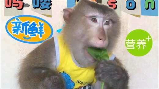 吗喽jason买菜回来补充营养，肚子duangduang的