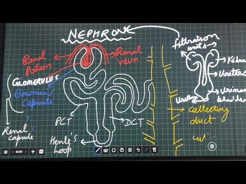 #EXCRETORYSYSTEM,#excretorysystemofhumabeings #class10 #lifeprocesses #biology