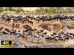 4K African Animals: Mangroves National Park, Congo - Scenic Wildlife Film With Real Sounds