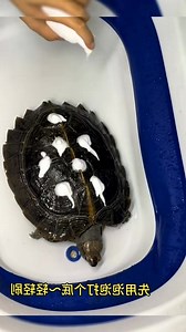 1327. Bathing the turtle 🛀🏻#turtle #cute #🐢 #turtles #pet #reptile #turtletok #turtle #cute #turtles #petfriendly | TurtleNest Diaries