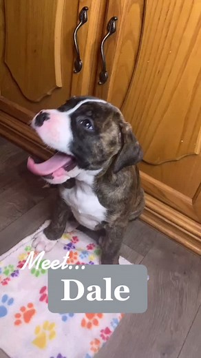 Adorable Boxer Pit Bull Puppies Compilation