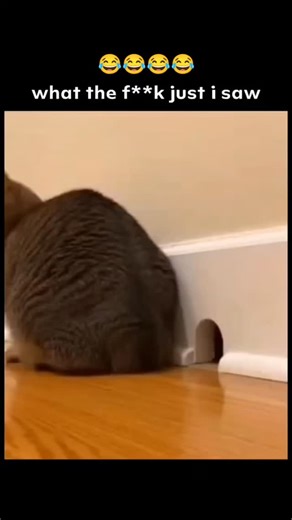 Shabaz Ali on Instagram: "This post features a 10-second clip of a tabby cat hilariously failing to snag a mouse peeking out from a tiny baseboard hole. The cat’s dramatic paw swings, wide-eyed confusion, and missed swipes turn a simple hunting attempt into pure slapstick comedy. Posted by @llandoniffirg—who describes himself as a MAGA- Replies keep the lighthearted mood going with laughing emojis, Tom and Jerry jokes, and playful GIFs, showing how these short, funny moments spark easy community