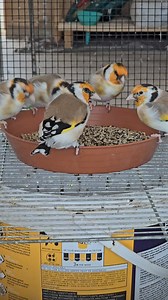 Classics 2024 🌾 | Hasan Birds - Germany