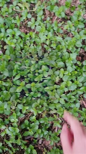 10K views · 74 reactions | #Samsung #MobilePhone #DigitalProducts #MobileTechnology | Trendy Tech Review | Facebook