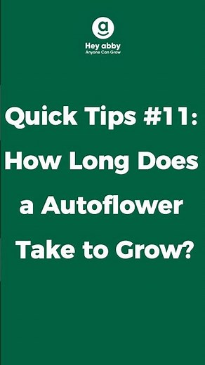 Quick Tips #11: How Long Does an Autoflower Take to Grow?