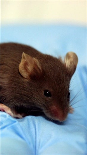 Daily CRISPR Updates on Instagram: "The new TECHNO platform presents a two-step genome editing strategy for full-length gene humanisation in mice. This method enables the replacement of entire mouse gene regions with human genes, helping create better animal models that closely mimic human biology. The process involves excising target gene regions with CRISPR-Cas9 and integrating a bacterial artificial chromosome carrying the human gene. This approach has already been successfully applied in hum