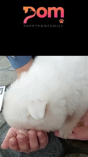 OMG! Pom dog is so cute #cat #adoptstrays #poompoom