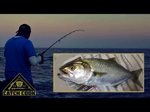 Elf / Shad / Bluefish - CATCH COOK - Night Fishing