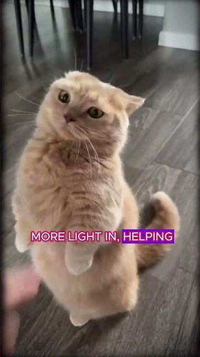 Why Do Cats' Pupils Change Shape? The Science Behind Their Eyes! #shorts #cats