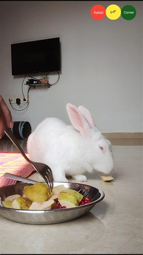 Enjoying breakfast with my bunny Guppa/ Guplu ,😃🐇