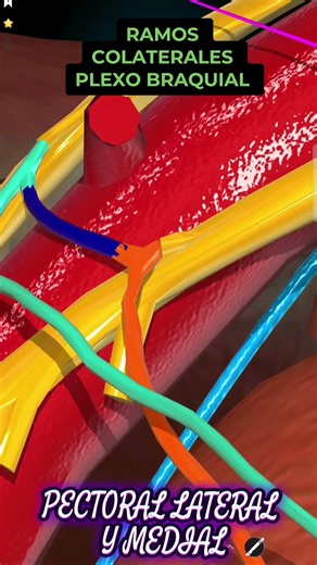 RAMAS COLATERALES DEL PLEXO BRAQUIAL #anatomiahumana #anatomiafacil #medicinahumana #medstudent