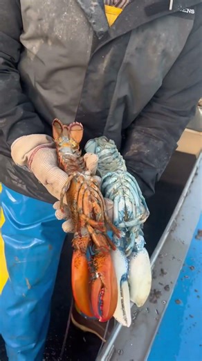 Amazing Lobster Facts That Will Surprise You