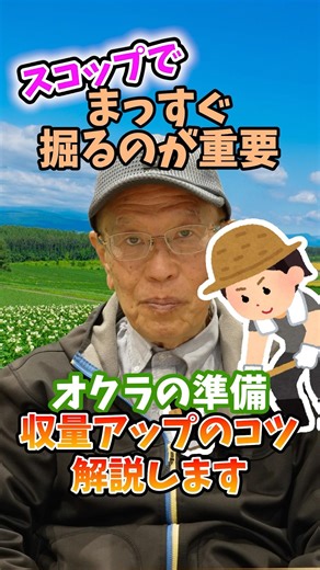 家庭菜園や農園のオクラ栽培はスコップで真っ直ぐ掘るのが重要！収量UPのコツ！【農家直伝】#shorts