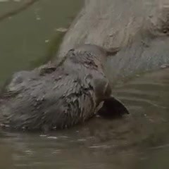 22K views · 1.4K reactions | This September, the platy-project returns! Head down to your local creek or river to spot platypus and record what you see (or don’t see!). Will your footsteps be among those gently treading along a riverbank to collect data on the location of platypus this September? | Australian Conservation Foundation | Facebook