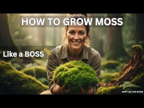 Beginners Guide in Growing Moss in Your Garden